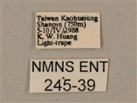 斜線天蛾藏品圖，第3張