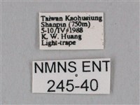 白點天蛾 藏品圖，第3張