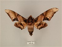 臀角斑天蛾藏品圖，第1張