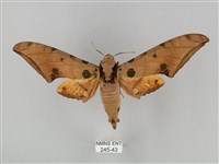 裂斑鷹翅天蛾藏品圖，第1張