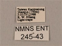 裂斑鷹翅天蛾藏品圖，第3張