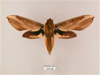 綠背斜紋天蛾藏品圖，第1張