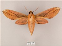 綠背斜紋天蛾藏品圖，第2張