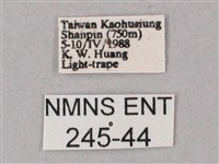 綠背斜紋天蛾藏品圖，第3張