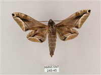 白點天蛾 藏品圖，第2張