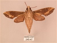 斜線天蛾藏品圖，第2張