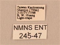 斜線天蛾藏品圖，第3張