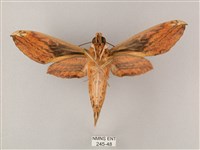 綠背斜紋天蛾藏品圖，第2張