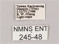 綠背斜紋天蛾藏品圖，第3張