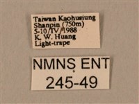 臀角斑天蛾藏品圖，第3張