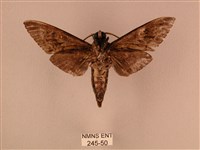 白星天蛾藏品圖，第2張