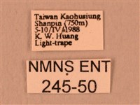 白星天蛾藏品圖，第3張