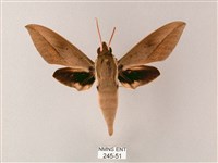 藏斜紋天蛾藏品圖，第1張