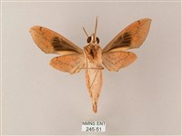 藏斜紋天蛾藏品圖，第2張