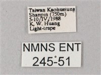 藏斜紋天蛾藏品圖，第3張