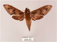 雙斑白肩天蛾藏品圖，第1張