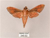 雙斑白肩天蛾藏品圖，第2張