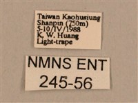 背線天蛾藏品圖，第3張