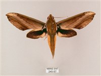 綠背斜紋天蛾藏品圖，第1張