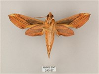 綠背斜紋天蛾藏品圖，第2張