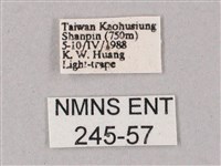 綠背斜紋天蛾藏品圖，第3張