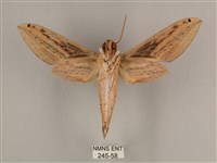 棕綠背線天蛾藏品圖，第2張