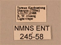 棕綠背線天蛾藏品圖，第3張