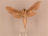 棕綠背線天蛾藏品圖，第2張