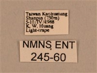 棕綠背線天蛾藏品圖，第3張