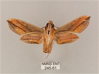 斜綠天蛾藏品圖，第2張