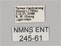 斜綠天蛾藏品圖，第3張