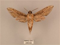 背線天蛾藏品圖，第2張