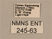 背線天蛾藏品圖，第3張