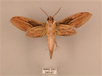 棕綠背線天蛾藏品圖，第2張