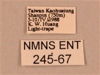 棕綠背線天蛾藏品圖，第3張