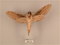 棕綠背線天蛾藏品圖，第2張