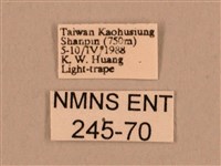 棕綠背線天蛾藏品圖，第3張