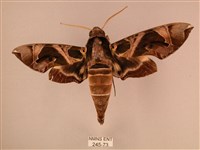 暗綠白腰天蛾藏品圖，第1張