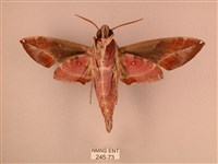 暗綠白腰天蛾藏品圖，第2張