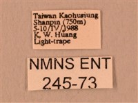 暗綠白腰天蛾藏品圖，第3張