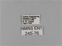 鋸緣枯葉蛾藏品圖，第3張