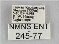 橙擬燈蛾藏品圖，第3張