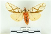 乳白斑燈蛾藏品圖，第1張