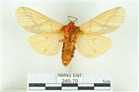 乳白斑燈蛾藏品圖，第2張