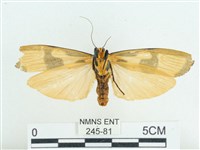 閃光苔蛾藏品圖，第2張