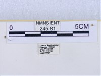 閃光苔蛾藏品圖，第3張