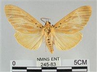 橙擬燈蛾藏品圖，第1張