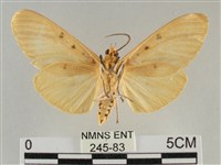 橙擬燈蛾藏品圖，第2張