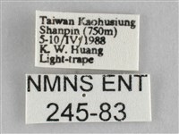 橙擬燈蛾藏品圖，第3張