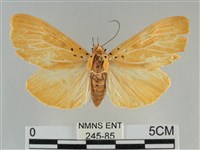 橙擬燈蛾藏品圖，第1張